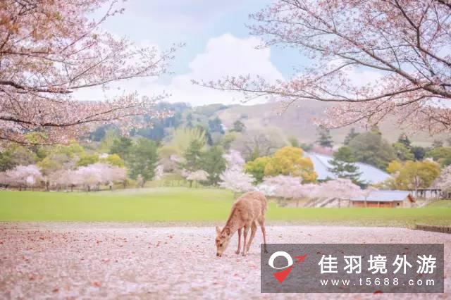 什么时间去日本旅游看樱花最好？