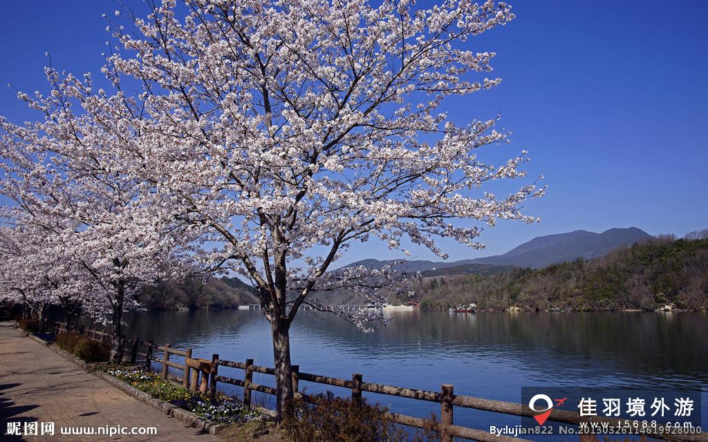 什么时间去日本旅游看樱花最好？