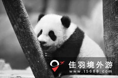 熊猫牵手考拉，中国牵手澳大利亚