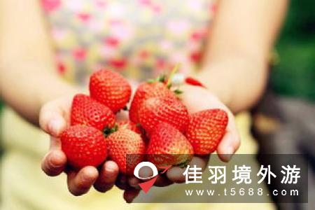 石屋製菓新口味美冬“草莓”，快来试试吧~