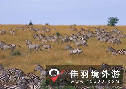 辉煌游猎旅行公司带您亲临动物大迁徙 感受东非最原始的异域风光