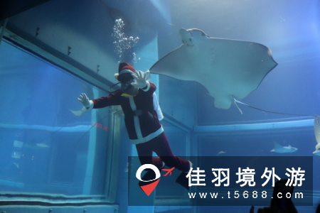 最特别的梦幻海底之旅——大阪海游馆