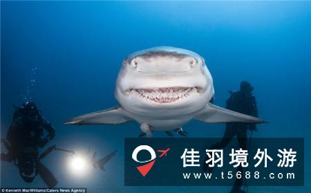 美男子拍摄鲨鱼露齿大笑瞬间