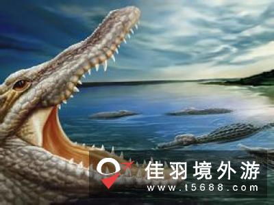 巴西展示九千万年前新种类鳄鱼化石
