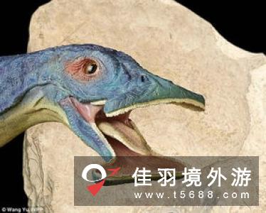 秘鲁南部沿海皮科斯岩床出土数百万年前灭绝的海鸟较完整头骨化石