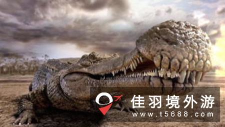 巴西展示九千万年前新种类鳄鱼化石