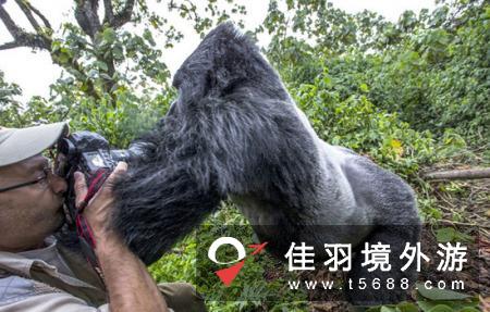 摄影师抓拍被卢旺达山地大猩猩袭击惊人瞬间