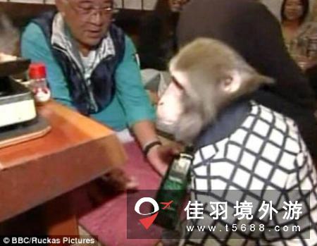 日本一餐厅猴子服务生端茶送水