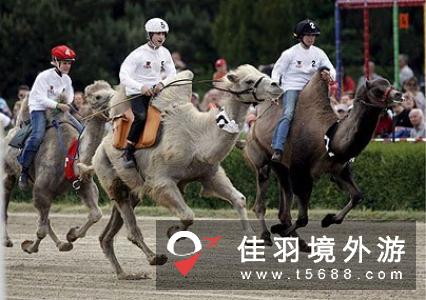 德国柏林举行骆驼赛跑竞技大赛