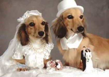 异域奇闻：印度四百只小狗集体婚礼