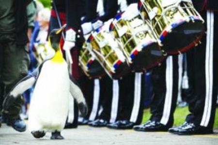 挪威皇家卫队授予一只企鹅爵士封号