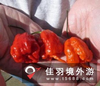 英国超市将出售世界上最辣的辣椒
