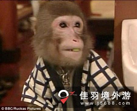 日本一餐厅猴子服务生端茶送水