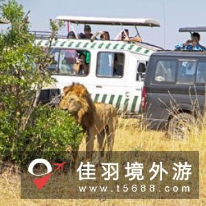 埃塞俄比亚：三雄狮救幼女