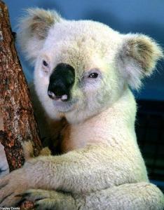 澳大利亚发现极为的罕见白色考拉